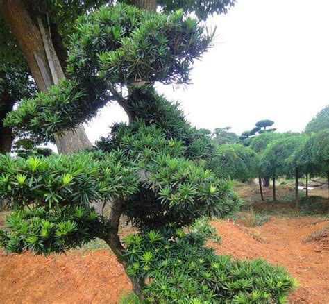 羅漢松庭園樹|深入了解羅漢松的品種：美麗與多樣性並存 – 植物盆栽。